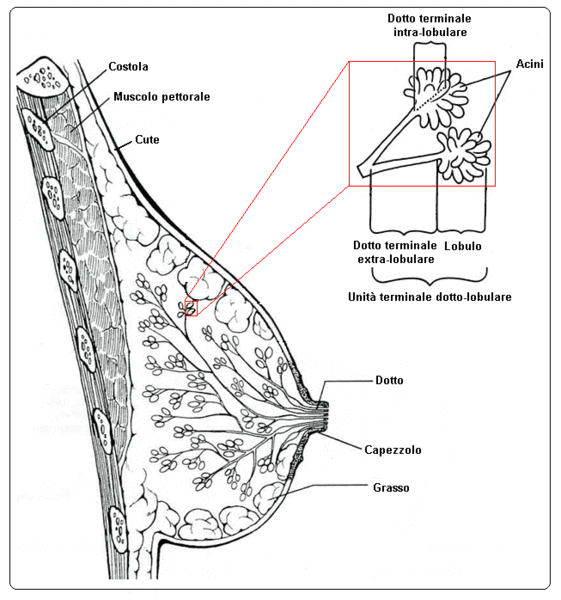 Anatomia del seno CPST (DSS) Repubblica e Cantone Ticino Anatomia del seno CPST (DSS) Repubblica e Cantone Ticino